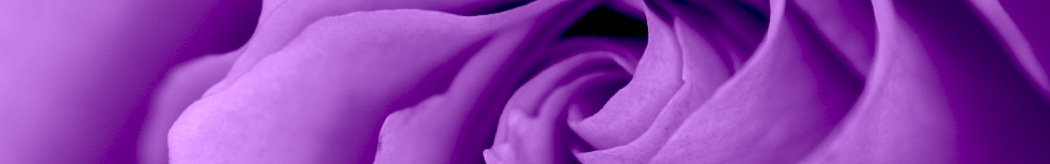 purple-rose1050x164.jpg