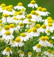 chamomile-flowers.jpg