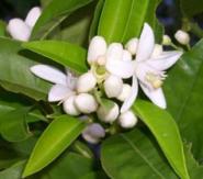 neroli-flowers.jpg