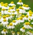 chamomile-flowers.jpg