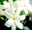 jasmine-flowers.jpg
