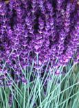 lavender-flowers.jpg