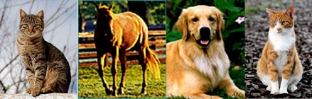 Pets-green-cats-dogs-horses.jpg