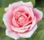 Aroma For Health Holy Rose natural perfume oil with wildcrafted rose essential oil, attars, and flower essences.