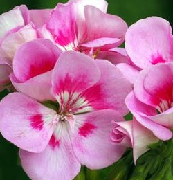 aroma for health parenting spray with rose geranium essential oil and flower essences.