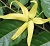 organic ylang ylang essential oil