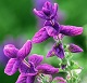 aroma for health release and relax liniment with clary sage essential oil and flower essences.