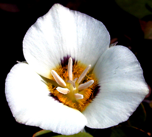 mariposa-lily.jpg