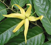 ylang-ylang.jpg